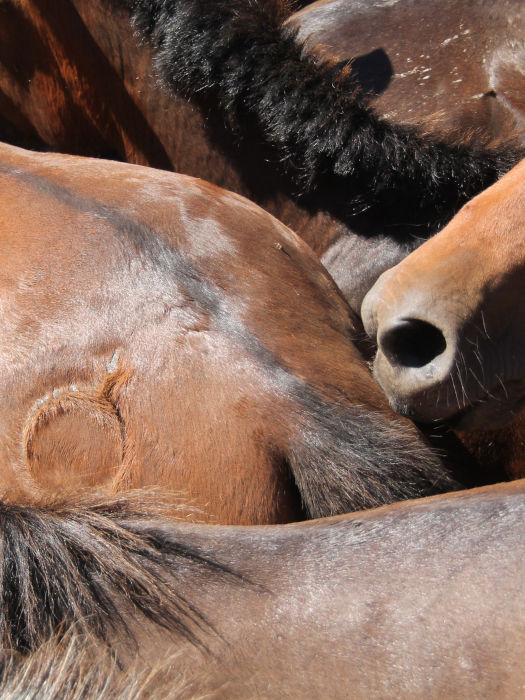 horses from sabucedo