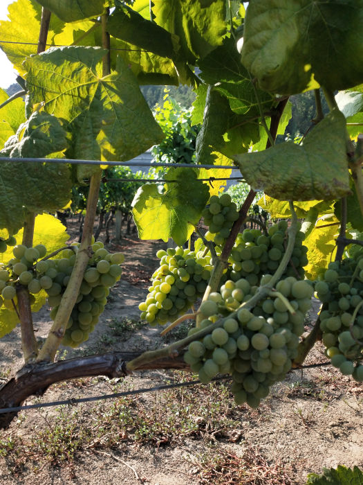 Cata de vinos Camino Portugués Galicia