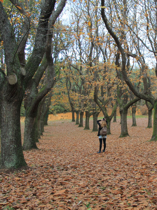 chestnut groves Spain