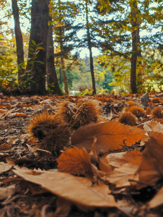 Chestnut harvesting Galicia