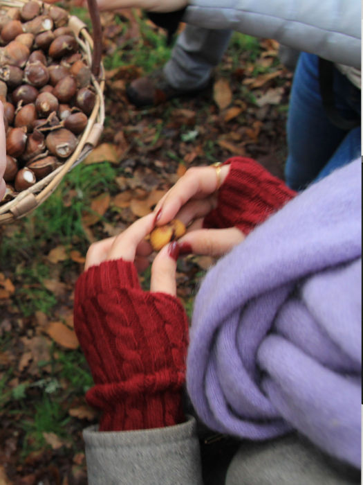 Castañas: Enciende el Otoño en Galicia