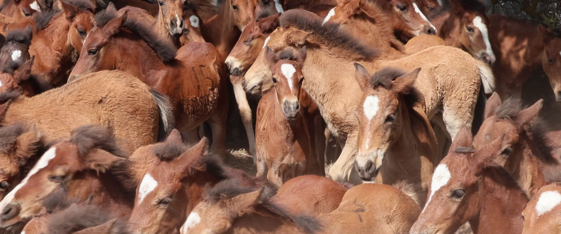 La zona de OIA alberga la mayor manada de caballos salvajes de Europa. Hace más de 4000 años, estos caballos forjaron una fuerte relación con los habitantes de Oia: vivían libres en la montaña y protegidos por los humanos y, a cambio, se mantenían alejados de los cultivos y regalaban su crin.

Hoy en día, el pelo de caballo ya no es tan importante como antes para el comercio. Sin embargo, el acuerdo se mantiene vivo a través de una celebración local muy tradicional. En esta expedición, formarás parte de esta tradición y cabalgarás por las montañas donde viven los caballos de pura raza gallega, acogido por un criador de caballos especializado.

Acompáñanos en esta experiencia ecuestre y cabalga hasta los Curros de Oia.