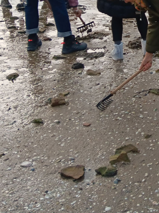 Experiencia práctica en la recolección de almejas en Galicia