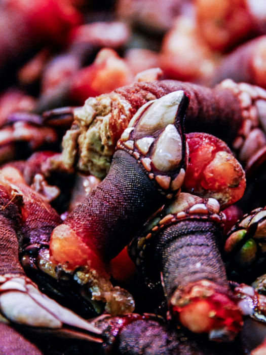 percebes barnacles Galicia