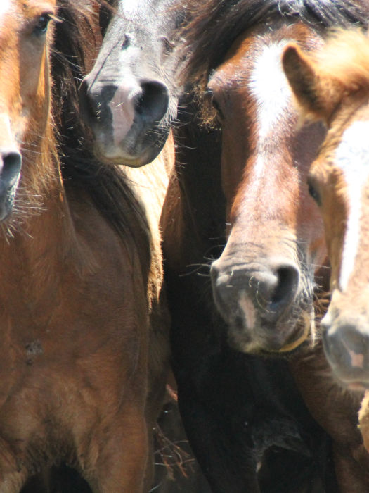 RAPA: Únete a la Expedición a Sabucedo